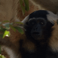 floortje naar het einde van de wereld jungle GIF by BNNVARA