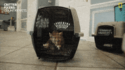 National Geographic Cat GIF by Nat Geo Wild