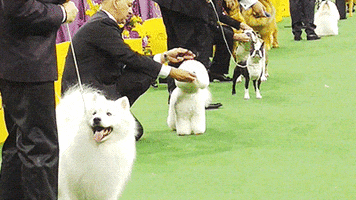 dog GIF by Westminster Kennel Club