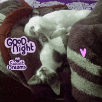 Nepalicats Sleep Goodnight Sweetdream Kittensleeping Love GIF