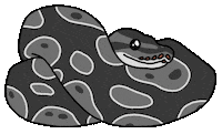 Morph Ball Python Sticker