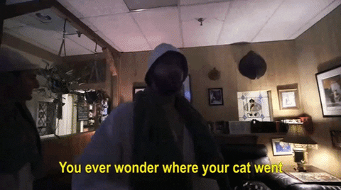 dan james cat GIF by Much