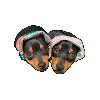 Dog Sticker