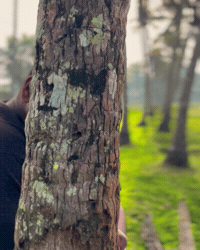 Coconut Tree Love GIF