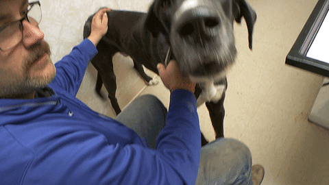 nat geo GIF by Nat Geo Wild 