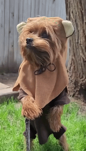 Star Wars Dogs GIF by Storyful