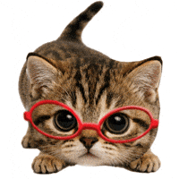 Cat Kitty GIF
