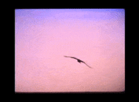 CraigRichardsCine sunset cine seagull kodak GIF