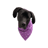 Willy Wonka Candy Dog Sticker by Geekster Pets