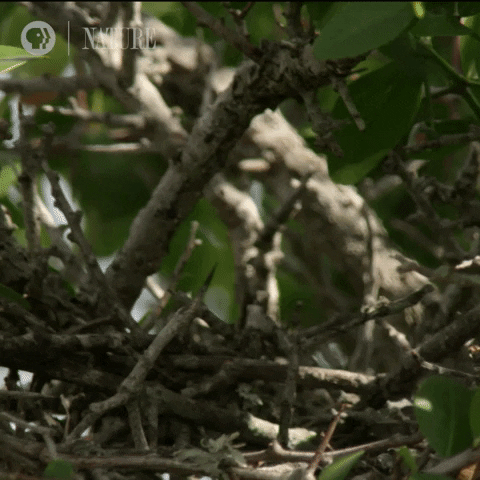 GIF by Nature on PBS