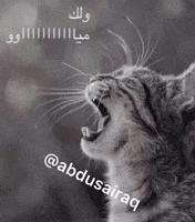 ميمز GIF