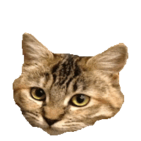 cute kitten STICKER by imoji