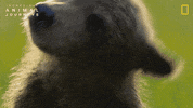 National Geographic GIF by Nat Geo Wild
