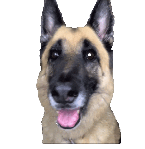 Wagging German Shepherd Sticker by OCUNYC