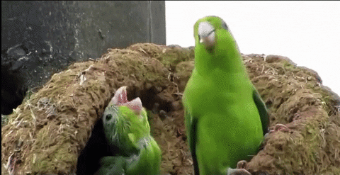WIldlife gif. Two green parrots in a nest bopping and waggling their heads wildly.