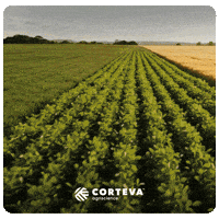 Fungicidacorteva GIF by Corteva Brasil