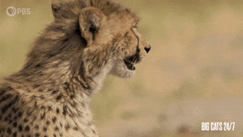 Cheetah Calling for Cub