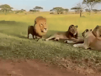 Lion Disguise GIF