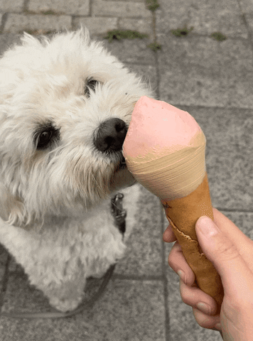 Ice Cream Dog GIF by Karlijn van Mier