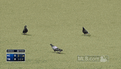 tb GIF by MLB