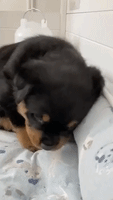 Rottweiler Puppy's Tough-Girl Act Prompts Giggles From Owners