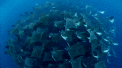Mesmerizing Marine Life GIF by Oceana