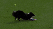 Excited Espn GIF by American Kennel Club