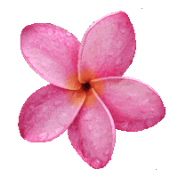 heritagebelize flower magnolia belize heritagebelize Sticker