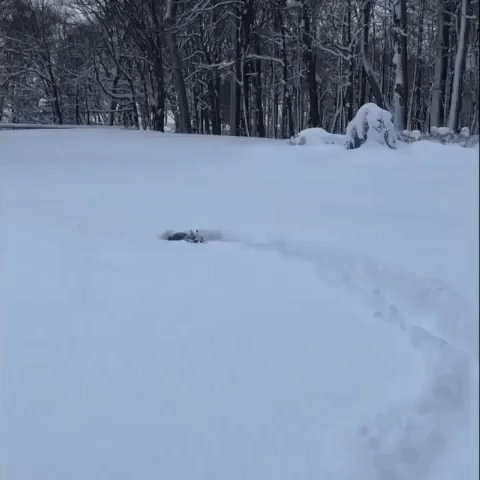 Snowstorm Smashes Pennsylvania's Snowfall Record