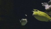 life sciences fish GIF