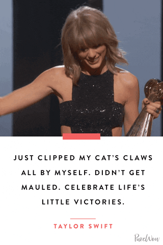 taylor swift cat GIF by PureWow