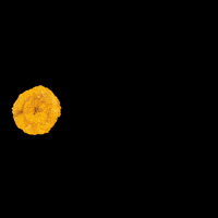 Honduras Patacon GIF by Snacks Yummies