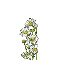 Camomille Flowers Greenteaeveryday Sticker by Elitsour