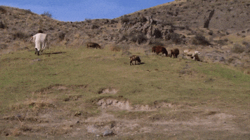conan obrien running GIF by Team Coco