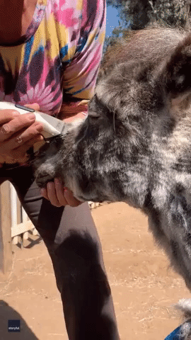 Miniature Horse Is Very Patient While Getting Head Shaved