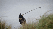Swinging St Andrews GIF by Northwestern Athletics