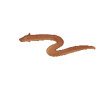 Eel Sps Sticker