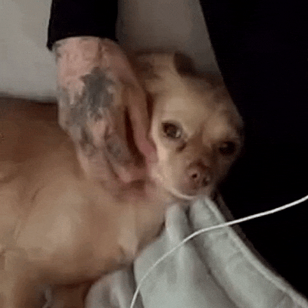 Cute Girl Dog GIF