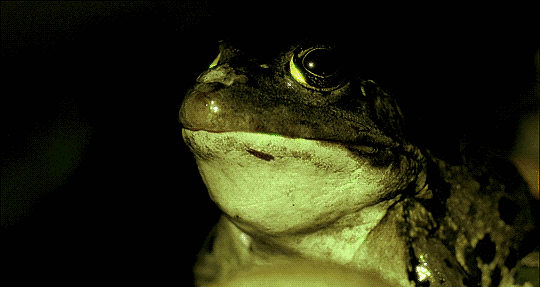 toad delicatessen GIF