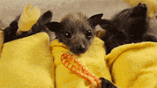 baby animals bats GIF