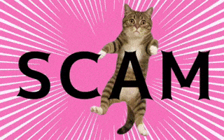 Cat Warning GIF