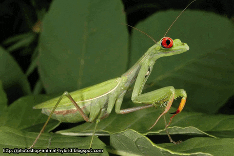 albinwira giphyupload animals nature animal GIF
