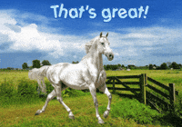 Horses Expressions GIF