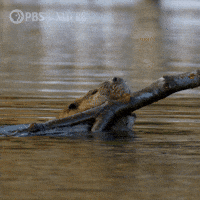 Pbs Nature Swimming GIF by Nature on PBS