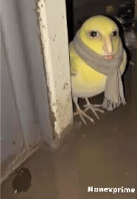 Bird Staring GIF