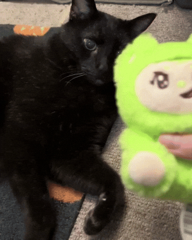 mannycat black cat labubu playful cat black cat love GIF