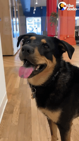 Dog Office GIF by The Dodo