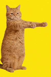 Disappointed Cat GIF