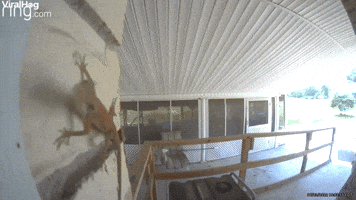 Lizard Tries to Eat Doorbell Cam