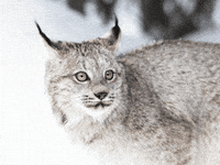 lyallpenleyphotos bigcat lynx lyallpenley GIF